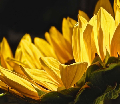 Picture of SUNLIT SUNFLOWERS IV