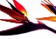 Picture of BIRD OF PARADISE I