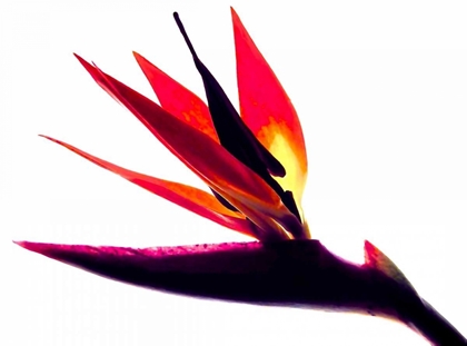 Picture of BIRD OF PARADISE II