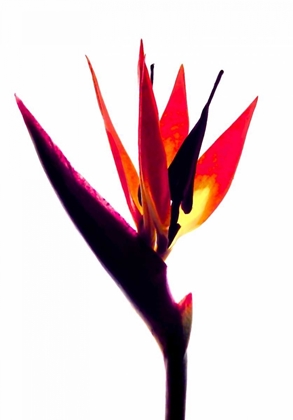 Picture of BIRD OF PARADISE III