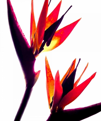 Picture of BIRD OF PARADISE IV
