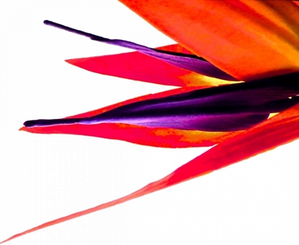 Picture of BIRD OF PARADISE V