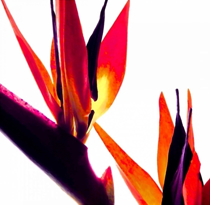 Picture of BIRD OF PARADISE VI