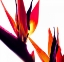 Picture of BIRD OF PARADISE VI