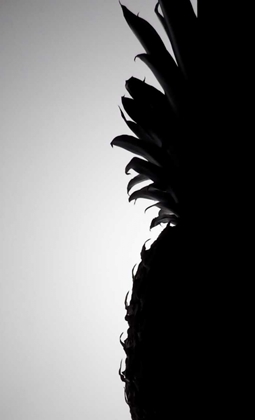 Picture of PINEAPPLE SILHOUETTE