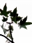 Picture of MAPLE BRANCH III