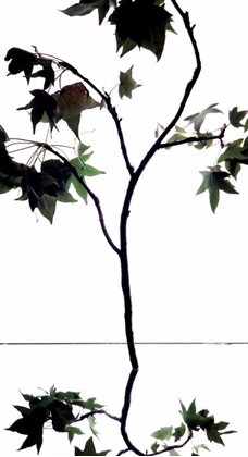 Picture of MAPLE BRANCH V
