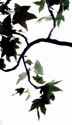 Picture of MAPLE BRANCH VI