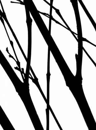 Picture of BRANCH SILHOUETTE I