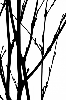 Picture of BRANCH SILHOUETTE III