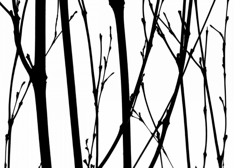 Picture of BRANCH SILHOUETTE V