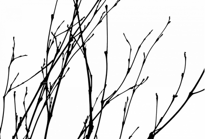 Picture of DANCING BRANCHES I