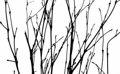 Picture of DANCING BRANCHES II