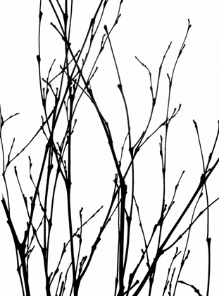 Picture of DANCING BRANCHES III