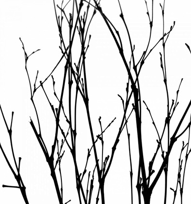 Picture of DANCING BRANCHES V