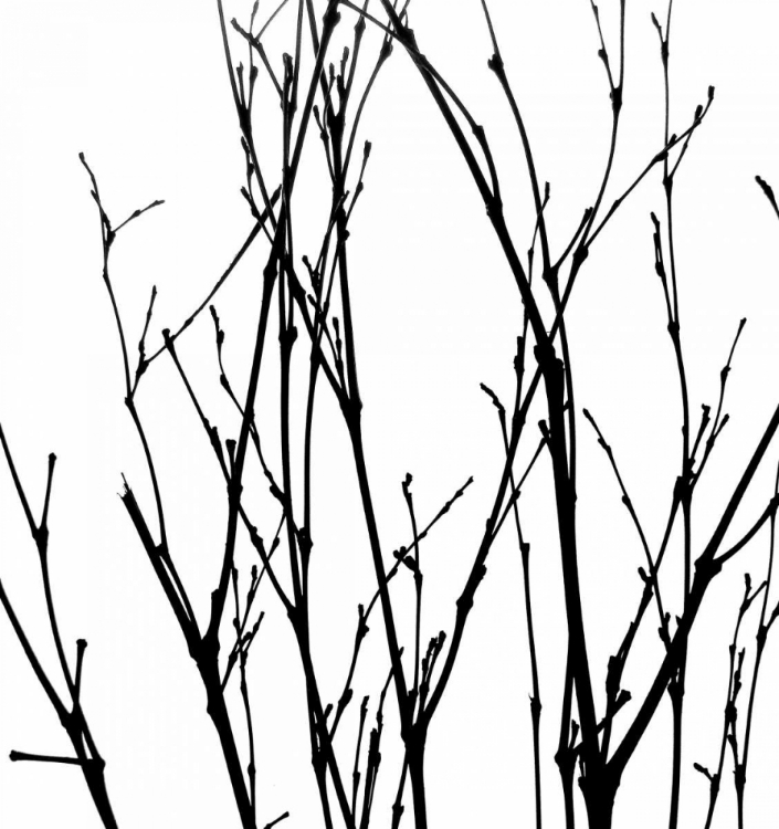 Picture of DANCING BRANCHES V