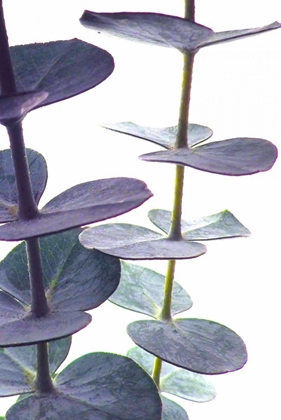 Picture of EUCALYPTUS I