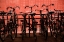 Picture of BICYCLES AT CENTRAAL STATION II