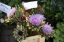 Picture of FARMERS MARKET I