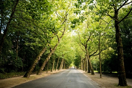 Picture of AMSTERDAM VONDELPARK I