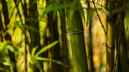 Picture of BAMBOO AFTERNOON I