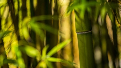 Picture of BAMBOO AFTERNOON II