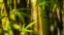 Picture of BAMBOO AFTERNOON II