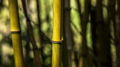 Picture of BAMBOO AFTERNOON III