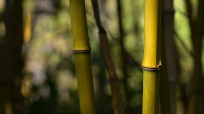 Picture of BAMBOO AFTERNOON IV
