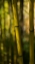 Picture of BAMBOO AFTERNOON VII