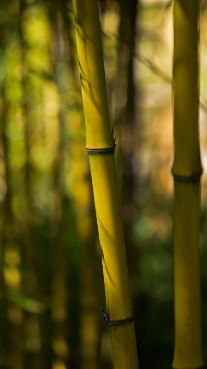 Picture of BAMBOO AFTERNOON VII