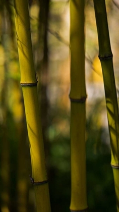 Picture of BAMBOO AFTERNOON VIII