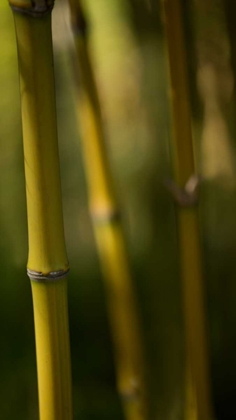 Picture of BAMBOO AFTERNOON IX