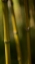 Picture of BAMBOO AFTERNOON IX