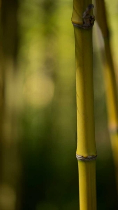 Picture of BAMBOO AFTERNOON X