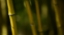 Picture of BAMBOO AFTERNOON V