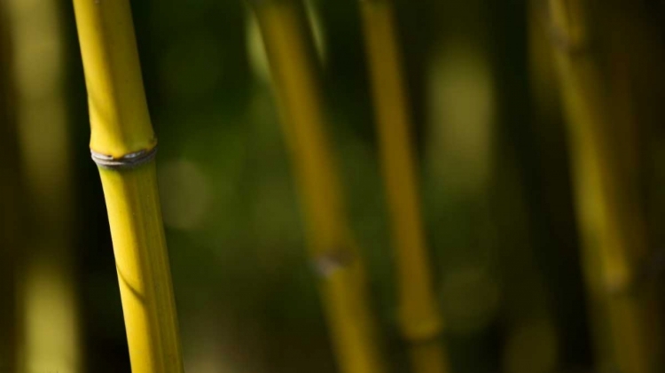 Picture of BAMBOO AFTERNOON V