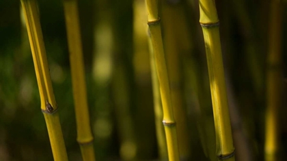 Picture of BAMBOO AFTERNOON VI