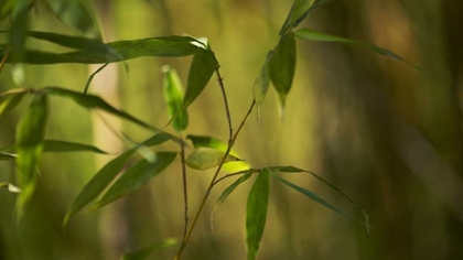 Picture of BAMBOO AFTERNOON XI