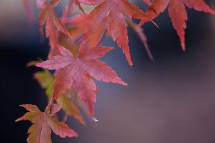 Picture of JAPANESE MAPLE I