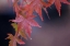 Picture of JAPANESE MAPLE I