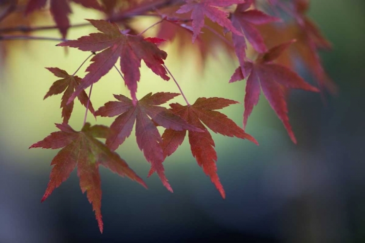 Picture of JAPANESE MAPLE III