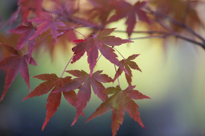 Picture of JAPANESE MAPLE IV