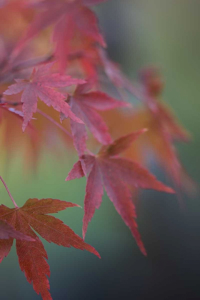Picture of JAPANESE MAPLE V
