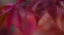 Picture of JOYFUL MAPLE II