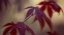Picture of BURGUNDY MAPLE II