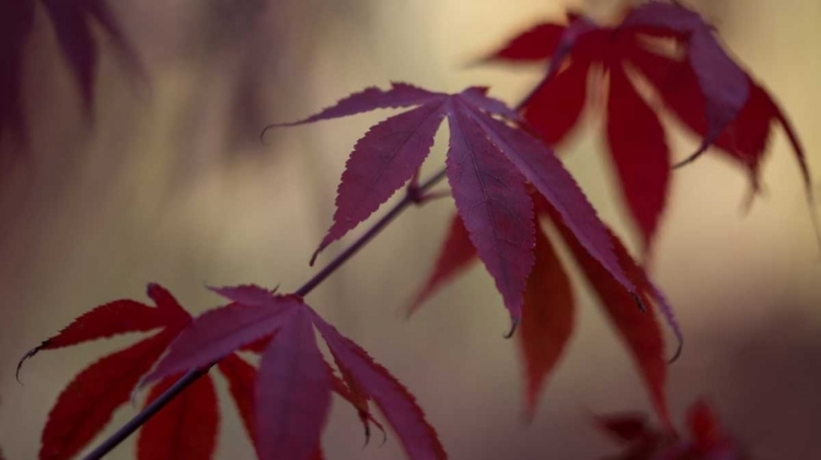 Picture of BURGUNDY MAPLE II