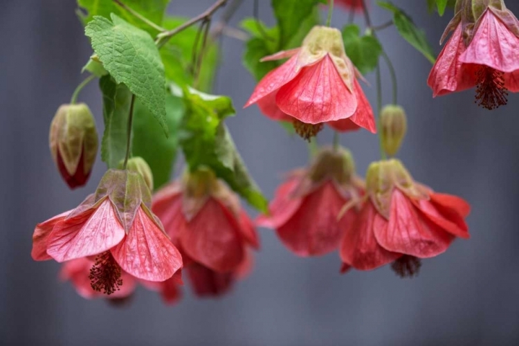 Picture of CHINESE LANTERN I