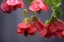 Picture of CHINESE LANTERN II