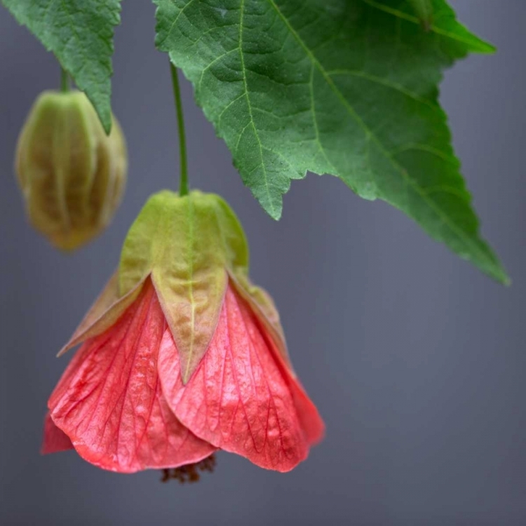 Picture of CHINESE LANTERN III